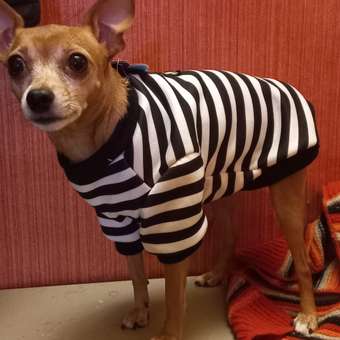 Свитшот для собак и кошек Зоозавр: отзыв пользователя. Зоомагазин Зоозавр