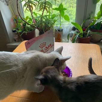 Корм сухой для котят ROYAL CANIN Kitten 300г: отзыв пользователя. Зоомагазин Зоозавр