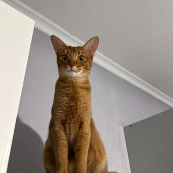 Корм для котят Royal Canin 85г Kitten Sterilised соус для стерилизованных котят пауч: отзыв пользователя. Зоомагазин Зоозавр