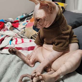 Джемпер для собак и кошек Зоозавр: отзыв пользователя. Зоомагазин Зоозавр