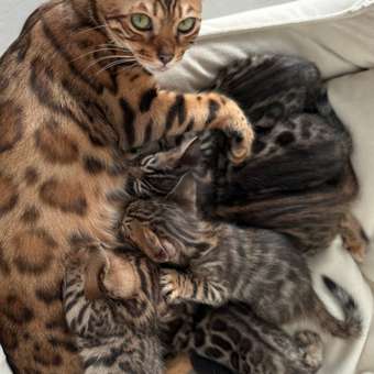 Корм влажный для котят PRO PLAN HEALTHY START 85г с говядиной в соусе: отзыв пользователя. Зоомагазин Зоозавр