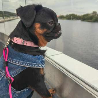 Жилет для собак и кошек Зоозавр: отзыв пользователя. Зоомагазин Зоозавр