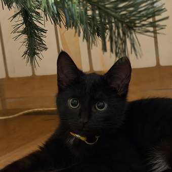 Корм сухой для котят ROYAL CANIN Kitten 1.2кг: отзыв пользователя. Зоомагазин Зоозавр