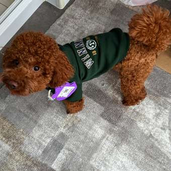 Толстовка для собак и кошек Зоозавр: отзыв пользователя. Зоомагазин Зоозавр