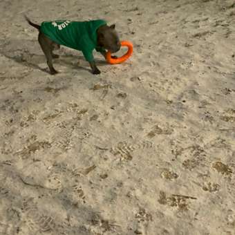 Толстовка для собак Зоозавр зелёная 55: отзыв пользователя. Зоомагазин Зоозавр