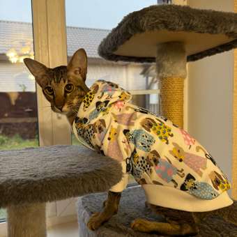 Толстовка для собак и кошек Зоозавр: отзыв пользователя. Зоомагазин Зоозавр