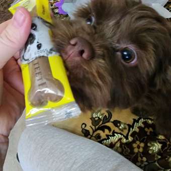 Спасательный жилет SuperPets для собаки для плавания: отзыв пользователя. Зоомагазин Зоозавр