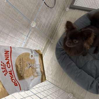 Корм для собак ROYAL CANIN породы чихуахуа 1.5кг: отзыв пользователя. Зоомагазин Зоозавр