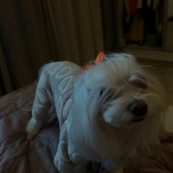 Комбинезон для собак и кошек Зоозавр: отзыв пользователя. Зоомагазин Зоозавр