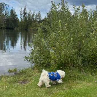 Футболка для собак и кошек Зоозавр: отзыв пользователя. Зоомагазин Зоозавр
