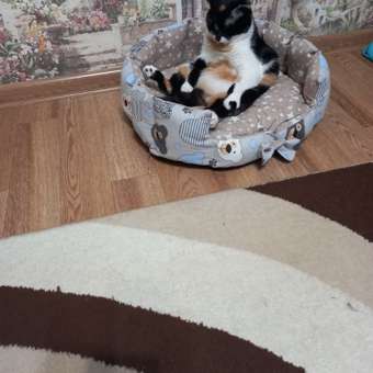 Корм сухой для кошек PRO PLAN Nature Elements 400г с курицей для стерилизованных: отзыв пользователя. Зоомагазин Зоозавр