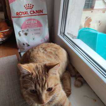 Корм сухой для котят ROYAL CANIN Kitten 2кг: отзыв пользователя. Зоомагазин Зоозавр