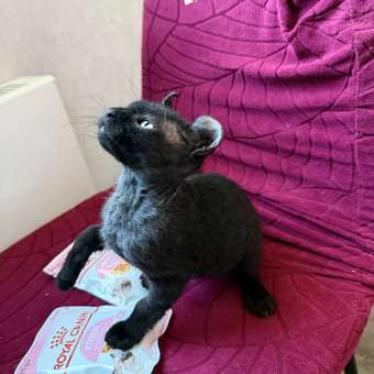 Корм влажный для котят ROYAL CANIN Kitten Instictive 85г желе пауч 77850: отзыв пользователя. Зоомагазин Зоозавр