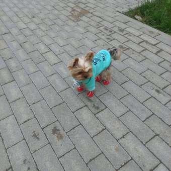 Сандалии для собак Зоозавр: отзыв пользователя. Зоомагазин Зоозавр