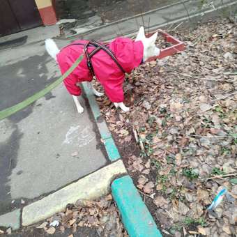 Комбинезон для собак и кошек Зоозавр: отзыв пользователя. Зоомагазин Зоозавр