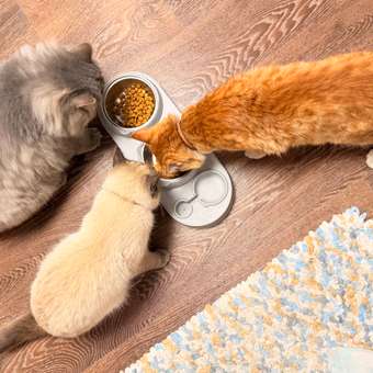 Корм влажный для котят PRO PLAN HEALTHY START 85г с курицей в желе: отзыв пользователя. Зоомагазин Зоозавр