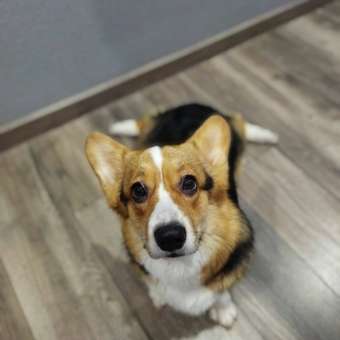 Корм сухой для собак PRO PLAN SENSITIVE DIGESTION 1.5 кг с ягненком для средних пород: отзыв пользователя. Зоомагазин Зоозавр