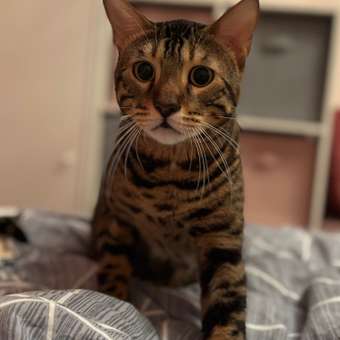 Корм сухой для кошек ROYAL CANIN 400г Бенгальских: отзыв пользователя. Зоомагазин Зоозавр