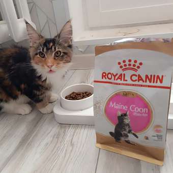 Корм для котят Royal Canin 400г Maine Coon породы мейн-кун: отзыв пользователя. Зоомагазин Зоозавр