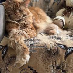 Фото отзыва 10561263