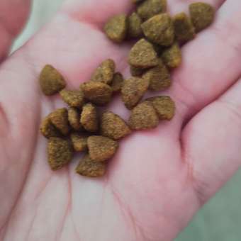 Корм для щенков ROYAL CANIN Puppy мелких пород 4кг: отзыв пользователя. Зоомагазин Зоозавр