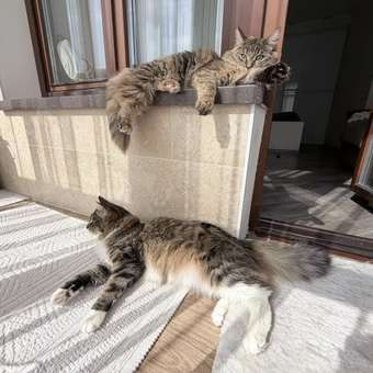 Корм сухой для кошек ROYAL CANIN Hairball Care 400г для профилактики образования волосяных комочков в желудочно-кишечном тракте: отзыв пользователя. Зоомагазин Зоозавр