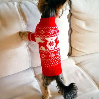 Джемпер для собак и кошек Зоозавр: отзыв пользователя. Зоомагазин Зоозавр