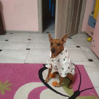 Ветровка для собак Зоозавр: отзыв пользователя. Зоомагазин Зоозавр