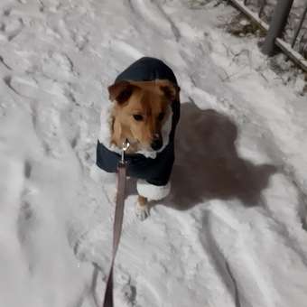 Комбинезон для собак и кошек Зоозавр: отзыв пользователя. Зоомагазин Зоозавр