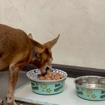 Корм для собак ROYAL CANIN Mini Ageing 12+ для стареющих собак мелких размеров 85г: отзыв пользователя. Зоомагазин Зоозавр