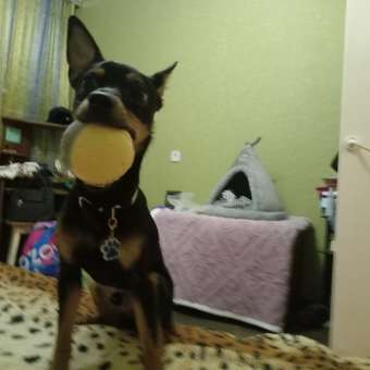 Игрушка для собак Barbaks Мяч с пищалкой 6.4см: отзыв пользователя. Зоомагазин Зоозавр