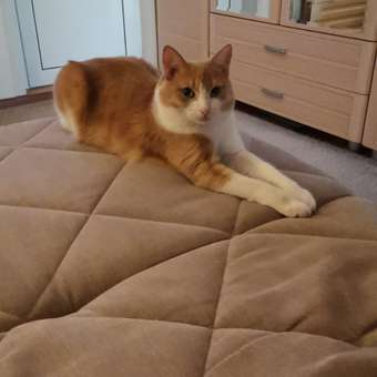 Корм для кошек GRANDORF FRESH Fresh Cat Adult Duck/Sweet Potato 400г свежее мясо утки с бататом беззерн с жив пробиотиками: отзыв пользователя. Зоомагазин Зоозавр