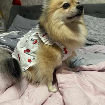 Сарафан для собак Зоозавр: отзыв пользователя. Зоомагазин Зоозавр
