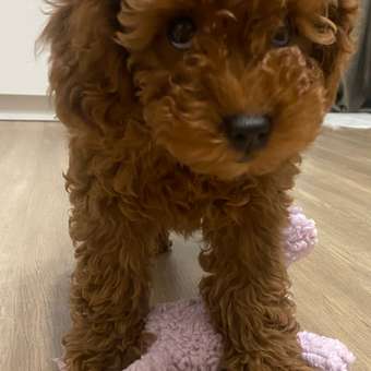 Игрушка для собак AROMADOG Собачка малая Сиреневая: отзыв пользователя. Зоомагазин Зоозавр