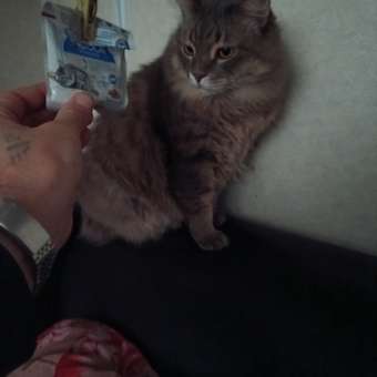 Корм для кошек ROYAL CANIN Indoor 85г для пожилых стерилизованных кошек 7+ желе пауч: отзыв пользователя. Зоомагазин Зоозавр