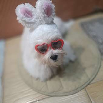 Очки для собак Зоозавр: отзыв пользователя. Зоомагазин Зоозавр