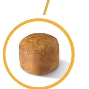 Корм для котят Royal Canin 4кг Maine Coon породы мейн-кун: отзыв пользователя. Зоомагазин Зоозавр