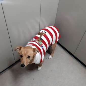 Джемпер для собак и кошек Зоозавр: отзыв пользователя. Зоомагазин Зоозавр