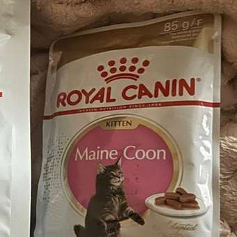 Корм для котят Royal Canin 85г Maine Coon Kitten соус для котят мейн кун пауч: отзыв пользователя. Зоомагазин Зоозавр