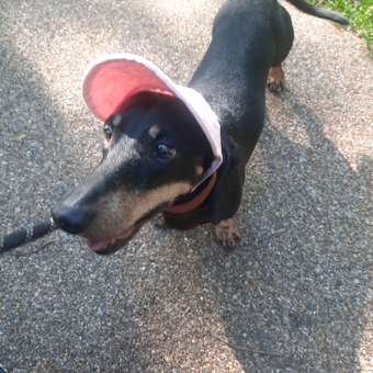 Кепка для собак Зоозавр: отзыв пользователя. Зоомагазин Зоозавр