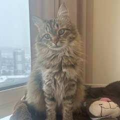 Фото отзыва 10966120