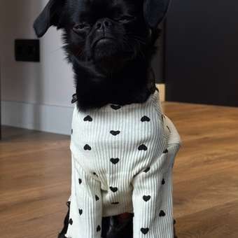 Лонгслив для собак Зоозавр: отзыв пользователя. Зоомагазин Зоозавр