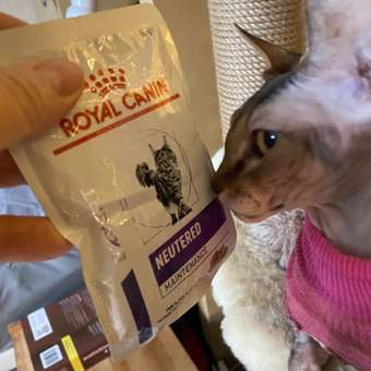 Корм для кошек ROYAL CANIN Neutered Maintenance 85г пауч: отзыв пользователя. Зоомагазин Зоозавр