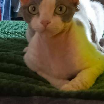 Корм влажный для кошек ROYAL CANIN GASTROINTESTINAL MODERATE CALORIE при расстройствах пищеварения: отзыв пользователя. Зоомагазин Зоозавр