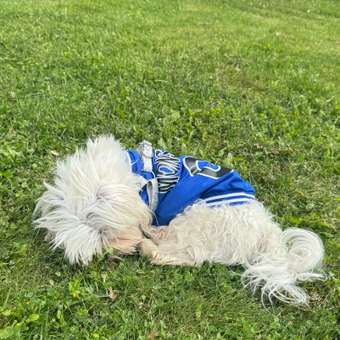 Футболка для собак и кошек Зоозавр: отзыв пользователя. Зоомагазин Зоозавр