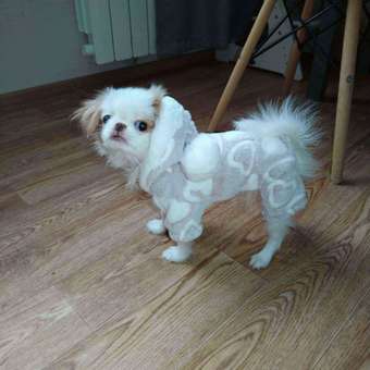 Комбинезон для собак и кошек Зоозавр: отзыв пользователя. Зоомагазин Зоозавр