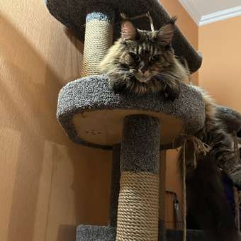 Корм для котят Royal Canin 2кг Maine Coon породы мейн-кун: отзыв пользователя. Зоомагазин Зоозавр