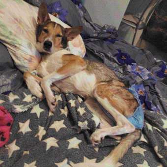 Таблетки для собак Nita-Farm Гапентин от 5 до 30кг 400мг 10 таблеток: отзыв пользователя. Зоомагазин Зоозавр