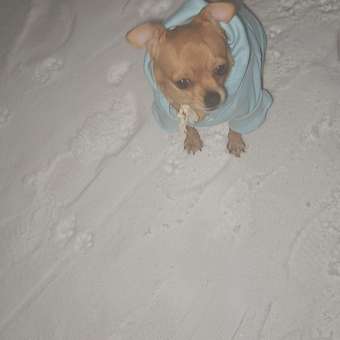 Толстовка для собак и кошек Зоозавр: отзыв пользователя. Зоомагазин Зоозавр