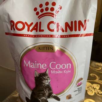 Корм для котят Royal Canin 2кг Maine Coon породы мейн-кун: отзыв пользователя. Зоомагазин Зоозавр